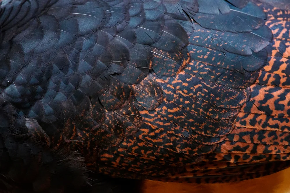 Rotbauch-Hockoko (Crax blumenbachii)