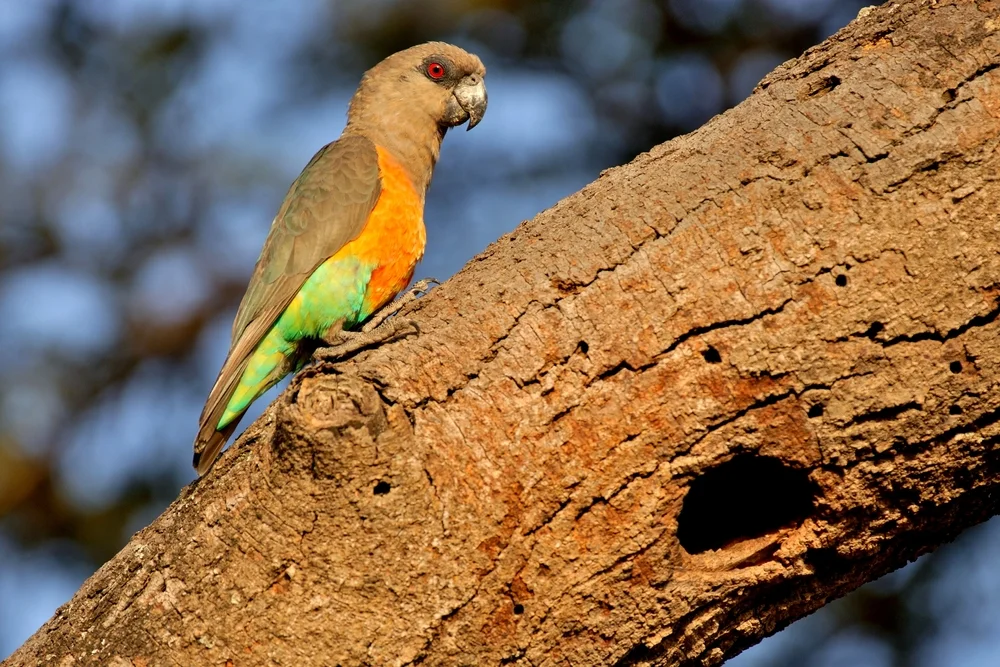 Rotbauch-Papagei (Poicephalus rufiventris)