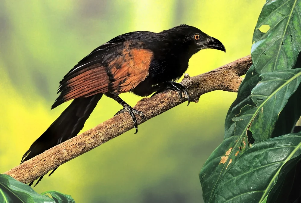 Rotbauch-Schopfkuckuck (Centropus nigrorufus)