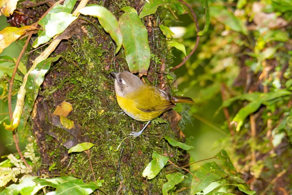 Rotbauch-Tangare (Tachyphonus rufiventer)