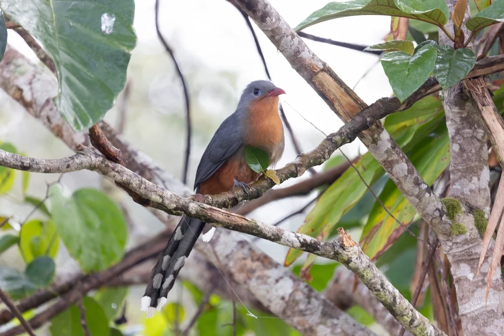 Rotbauchhäher (Phaenicophaeus javanicus)