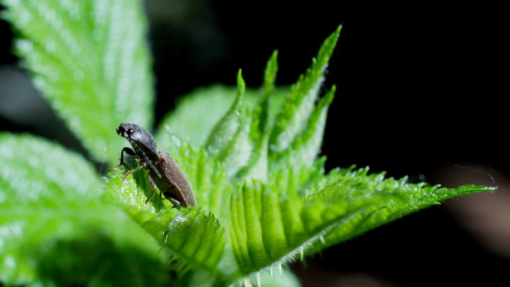 Rotbauchiger laubschnellkäfer