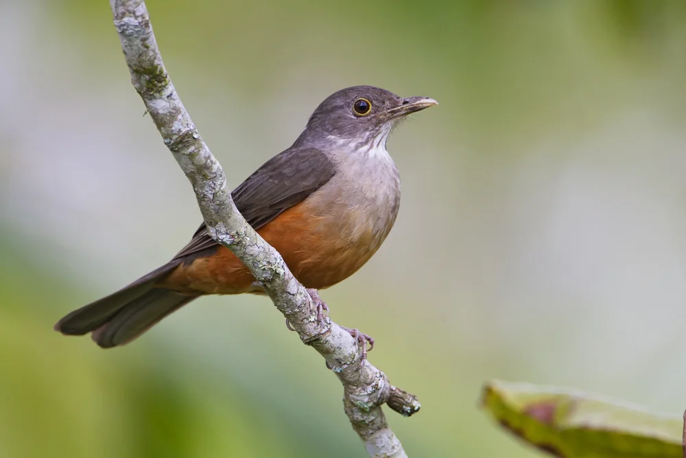 Rotbauchsamenknacker (Saltator rufiventris)