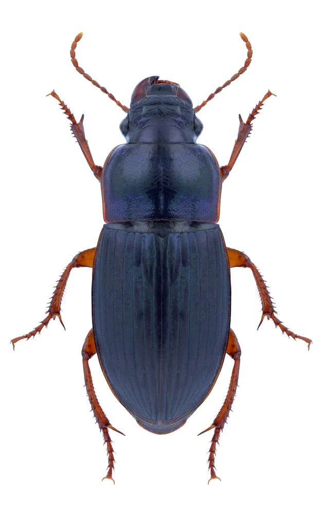 Rotbeiniger Haarschnellläufer