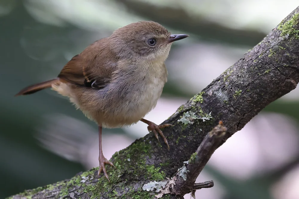 Rotbrust-Seidenlaubsänger (Sericornis rufescens)
