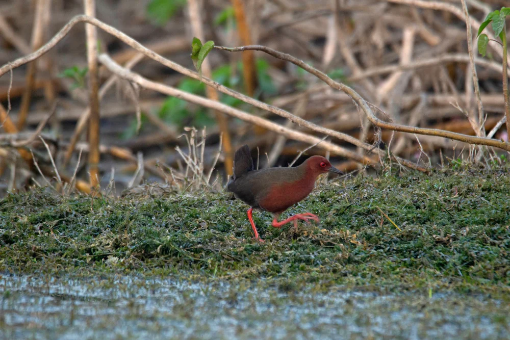 Rotbrust-Sumpfhuhn (Laterallus ruber)