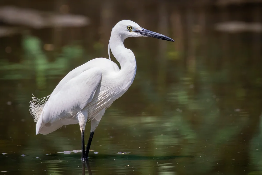 Rotbrustreiher (Egretta rufescens)