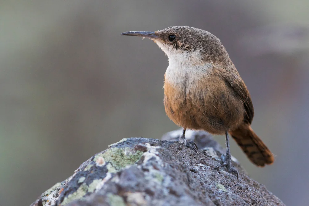 Rotbürzel-Bergtangare (Ochetorhynchus ruficaudus)