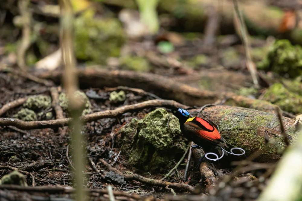 Rotbürzel-Königsnäher (Cicinnurus respublica)