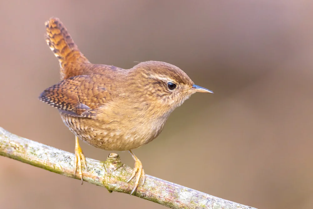Rotbürzel-Zaunkönig (Troglodytes rufociliatus)