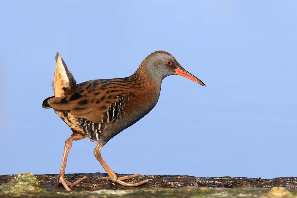 Rotbürzelralle (Rallus obsoletus)
