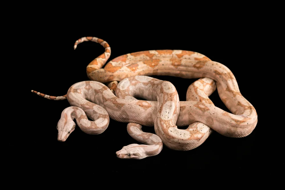 Rote Bambusotter (Trimeresurus puniceus)