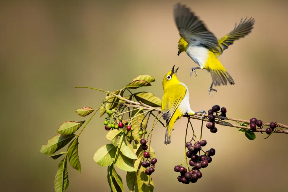 Rote Brillenvogel (Zosterops rotensis)