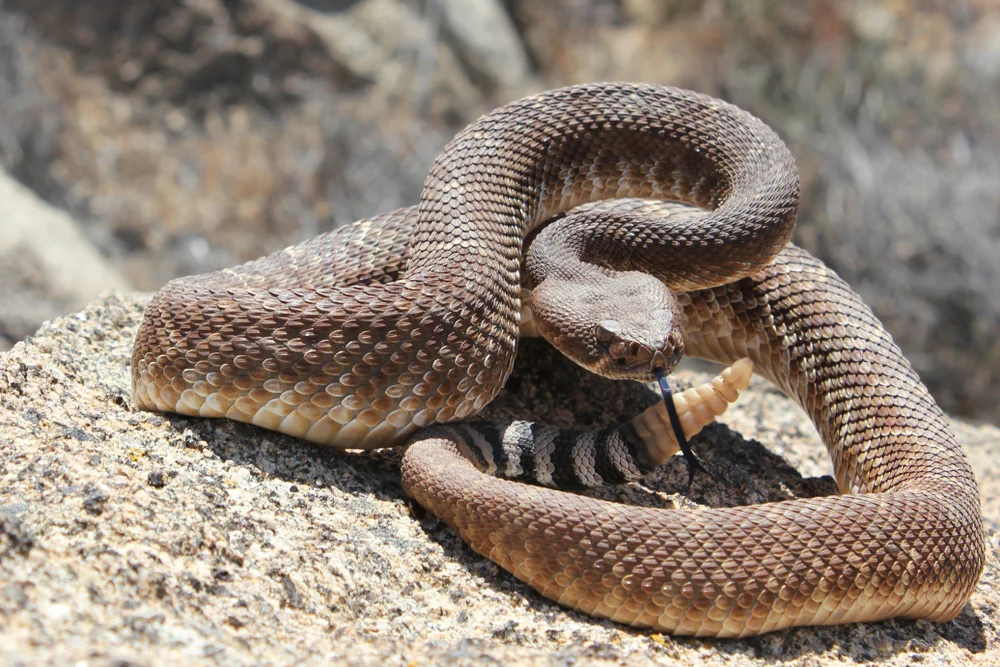 Rote Klapperschlange (Crotalus ruber)