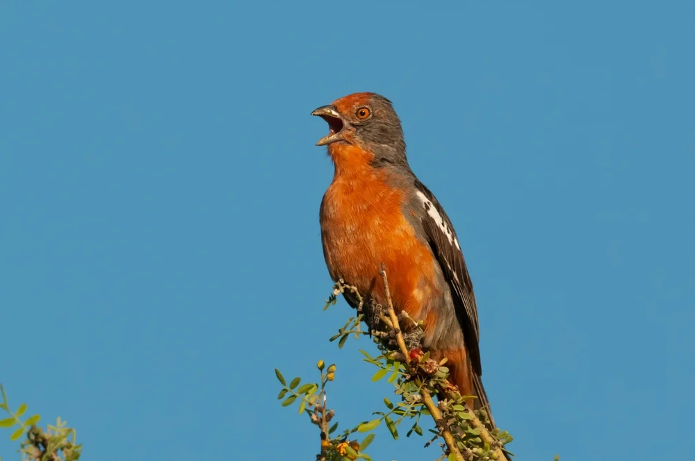 Rote Pflanzenschneider (Phytotoma rutila)