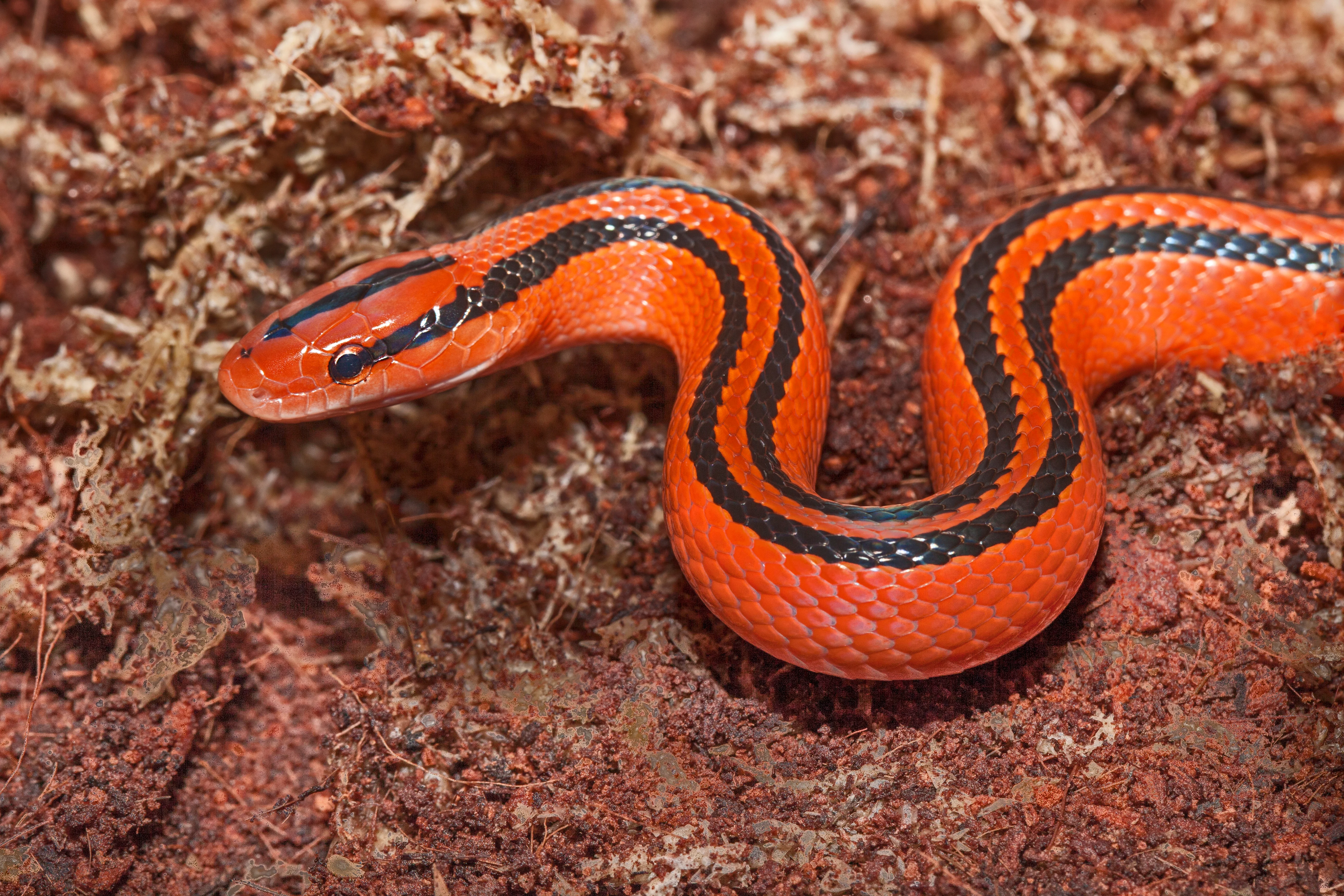 Roter Baumschlüpfer (Oreocryptophis porphyraceus)