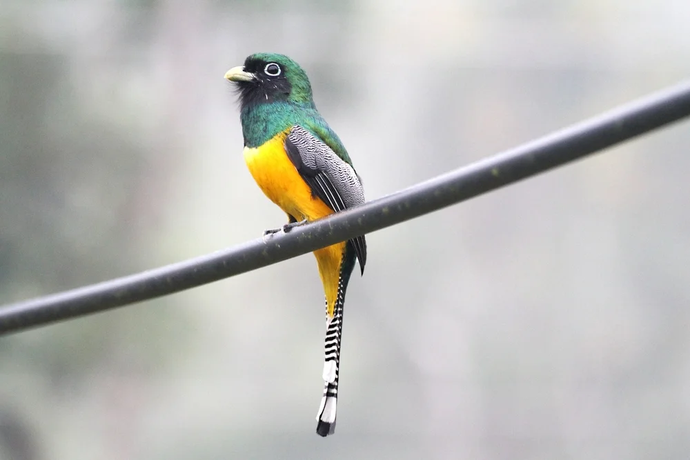 Roter Quetzal (Trogon rufus)