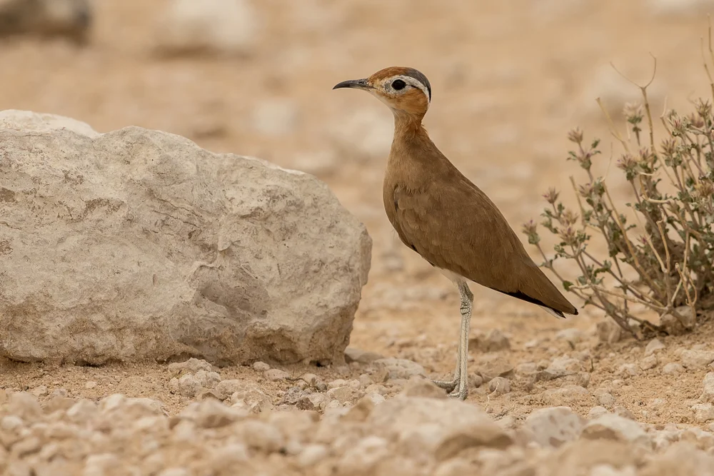 Roter Renner (Cursorius rufus)