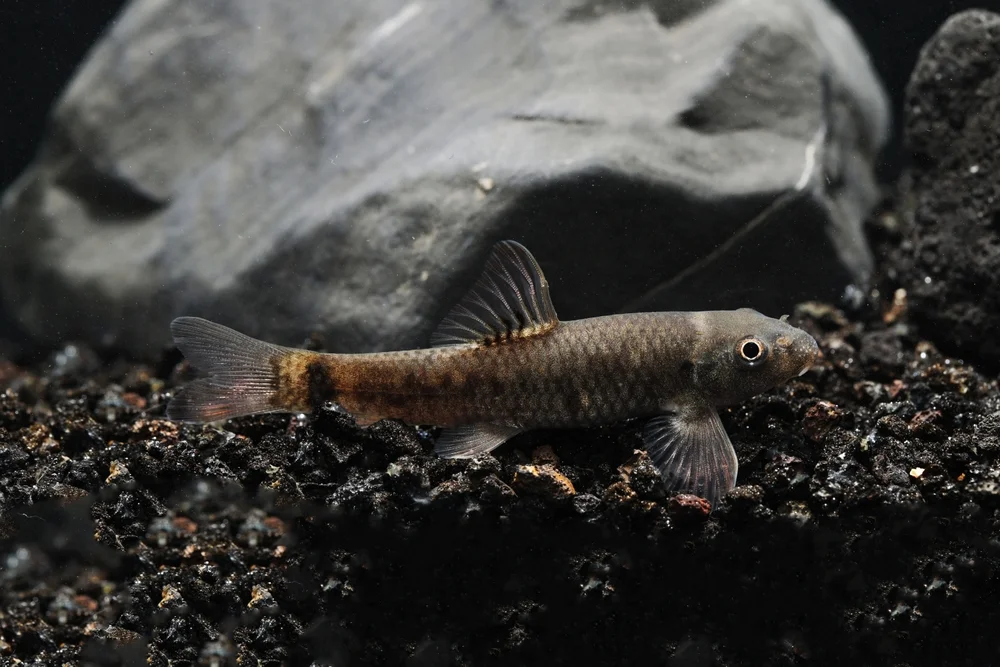 Roter Schmerlenwels (Garra rufa)