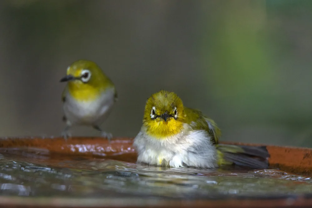 Rotflügel-Brillenvogel (Zosterops erythropleurus)