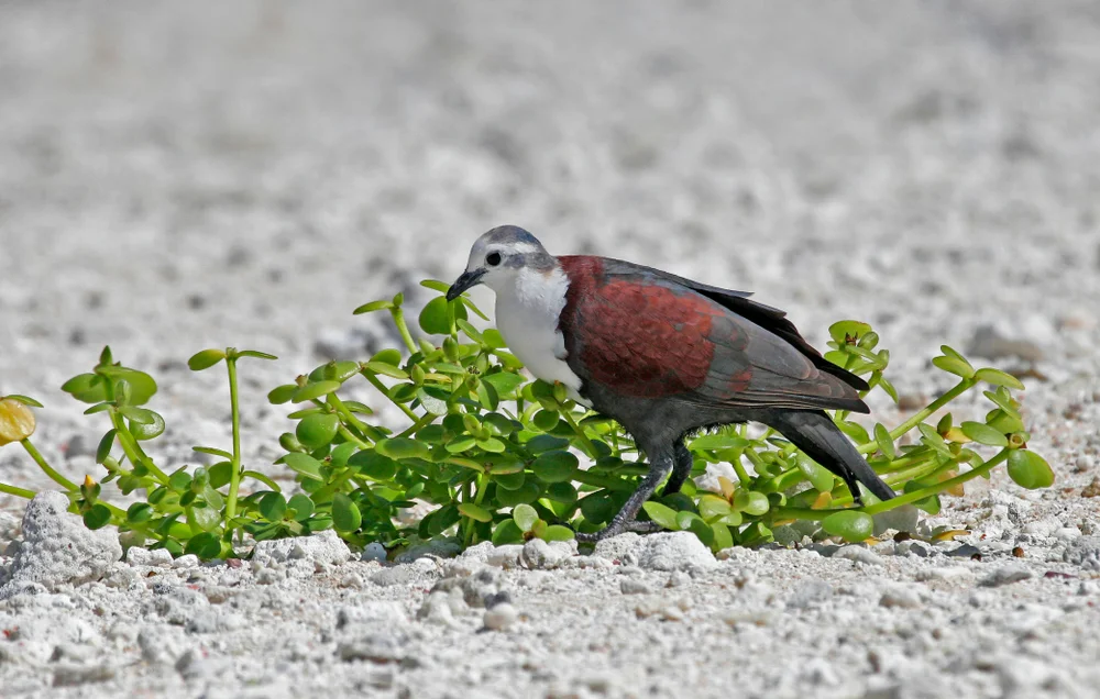 Rotflügel-Fruchttaube (Gallicolumba erythroptera)