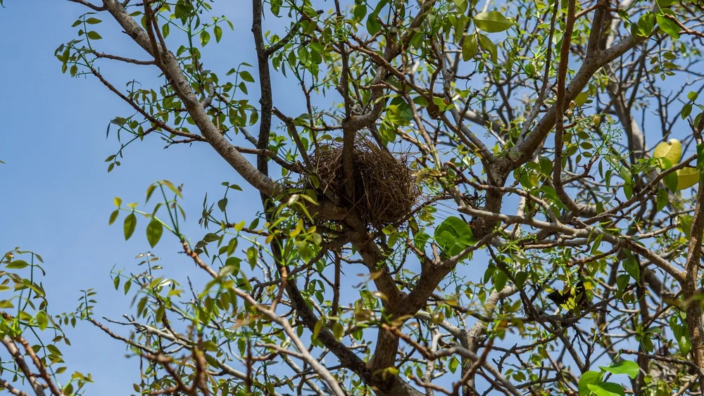 Rotflügel-Rindenpicker (Cnemarchus rufipennis)