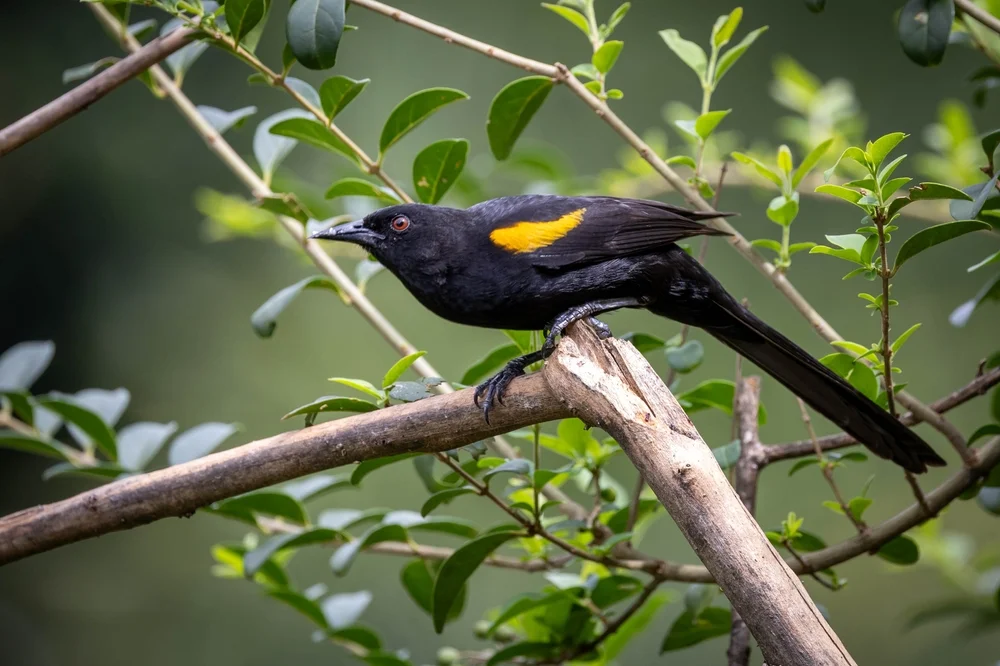 Rotflügel-Trupial (Icterus pyrrhopterus)