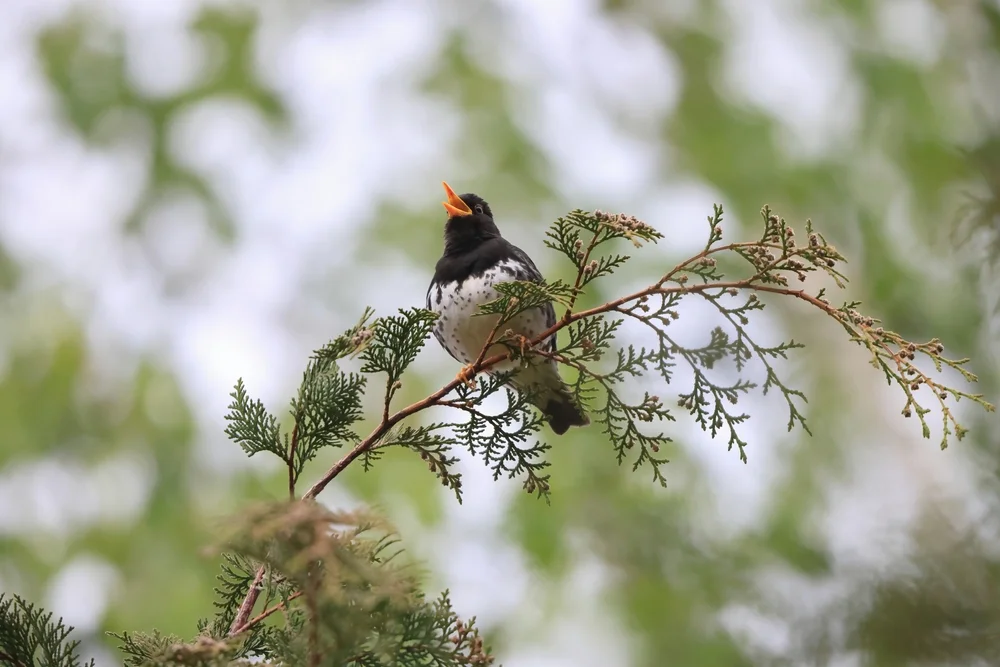 Rotflügeldrossel (Turdus cardis)