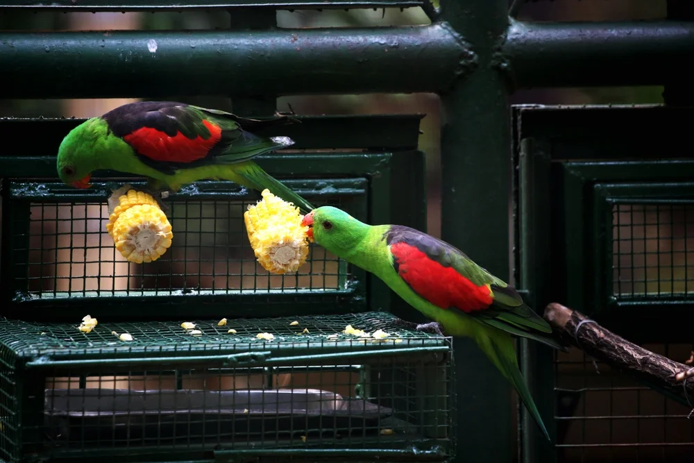 Rotflügelsittich (Aprosmictus erythropterus)