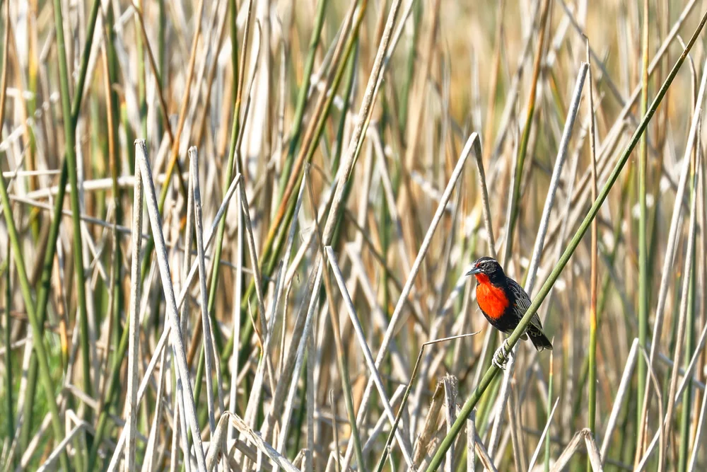 Rotflügelstärling (Sturnella bellicosa)