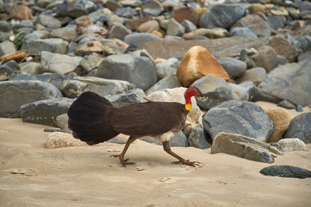 Rotfuß-Talegalla (Talegalla cuvieri)