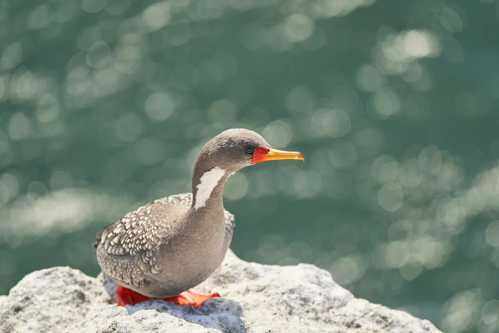 Rotfußkormoran (Phalacrocorax gaimardi)