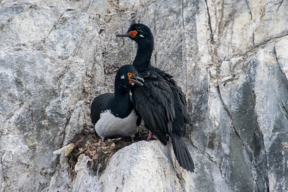 Rotgesicht-Kormoran (Phalacrocorax urile)