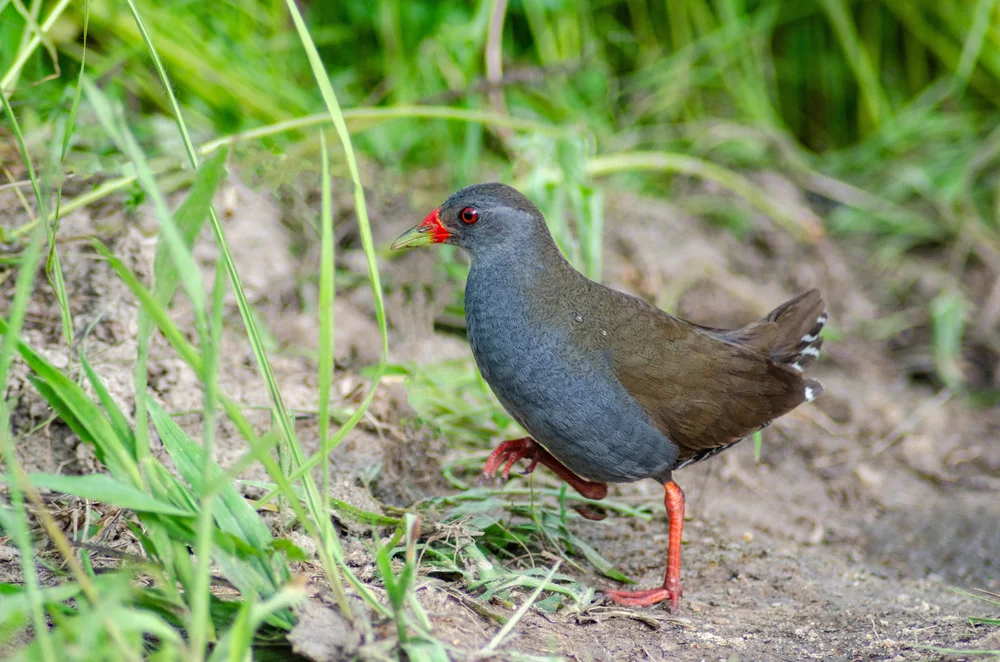 Rotgesicht-Sumpfhuhn (Neocrex erythrops)