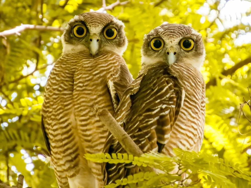 Rotgesicht-Waldkauz (Ninox rudolfi)