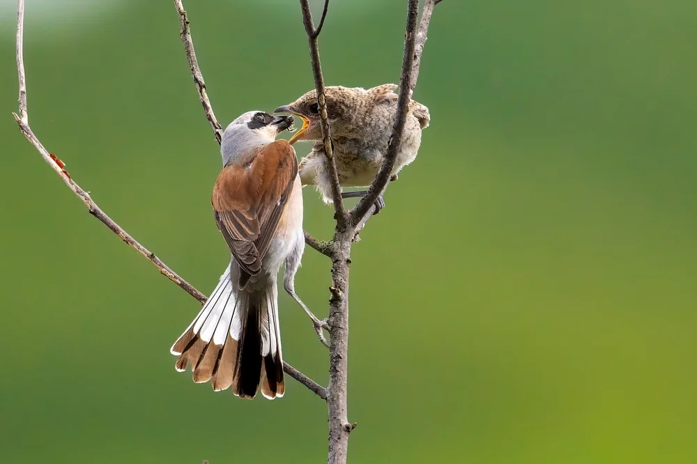 Rotkäppchen-Cistensänger (Cisticola subruficapilla)