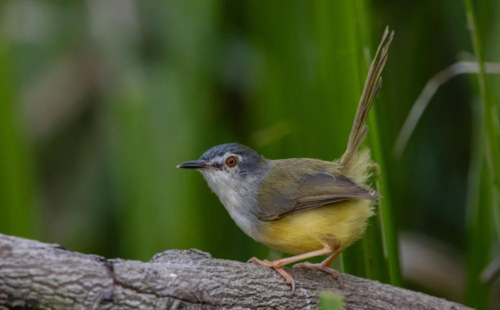 Rotkappen-Ameisenpitta (Schistolais leontica)