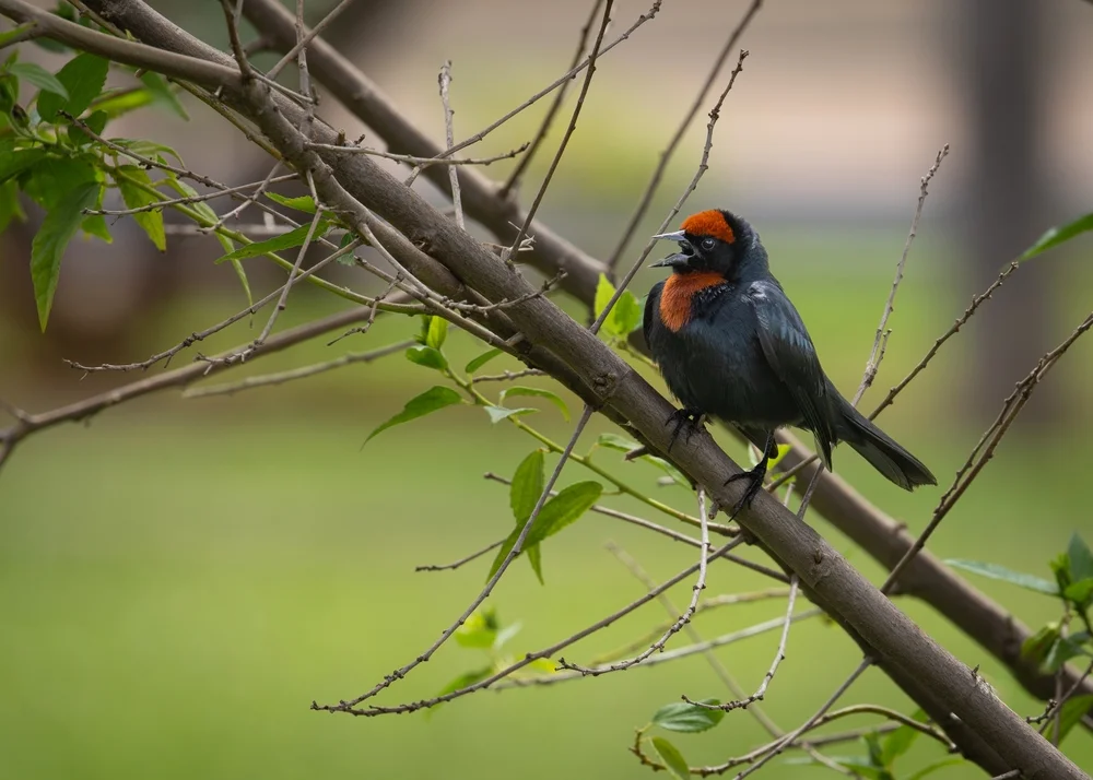 Rotkappen-Grasammer (Chrysomus ruficapillus)