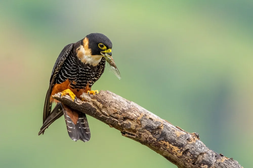 Rotkehl-Baumfalke (Rotkehl-Baumfalke)