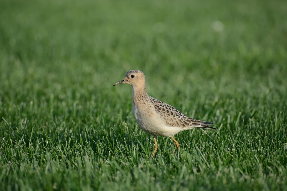 Rotkehl-Regenpfeifer (Tryngites subruficollis)