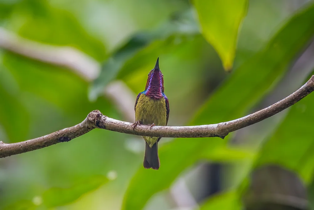 Rotkehl-Sonnennymphe