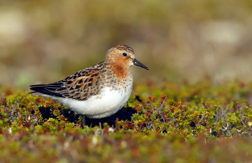 Rotkehl-Strandläufer (Calidris ruficollis)