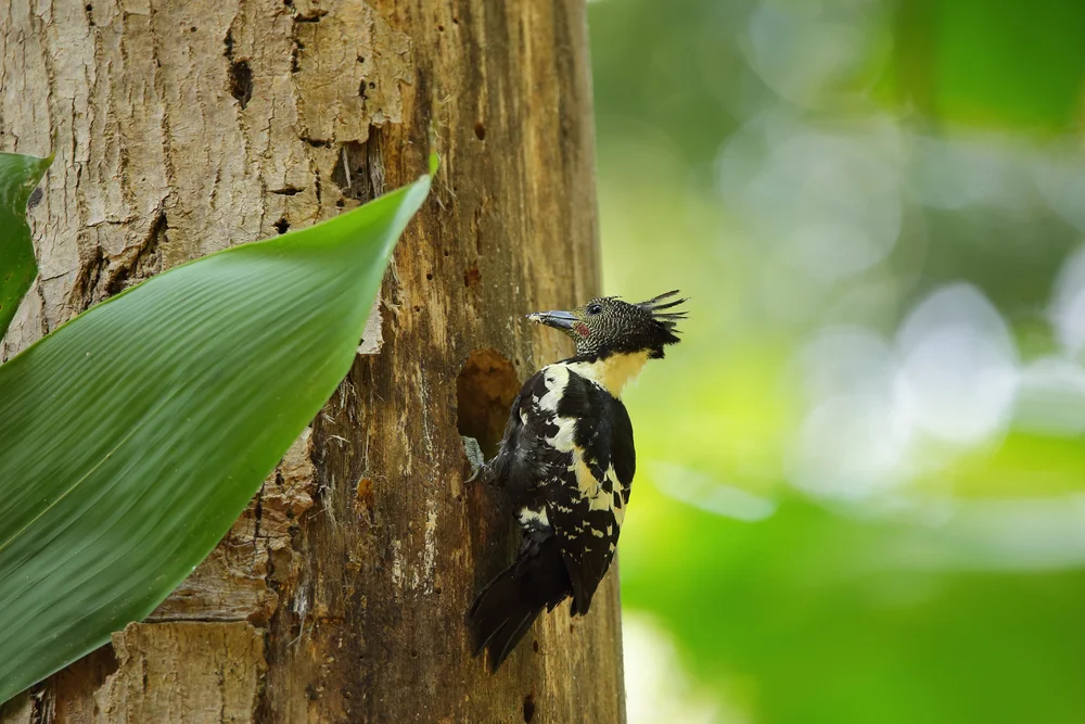 Rotkehl-Zwergspint (Meiglyptes jugularis)