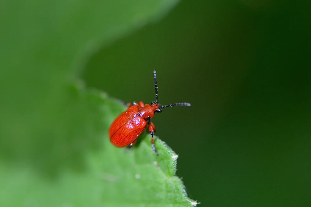 Rotköpfiger Feuerkäfer