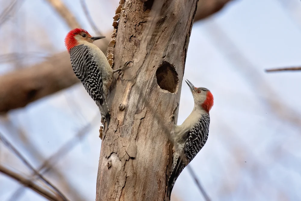 Rotkopf-Buntspecht (Melanerpes carolinus)