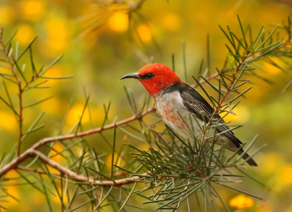 Rotkopf-Honigfresser (Myzomela erythrocephala)