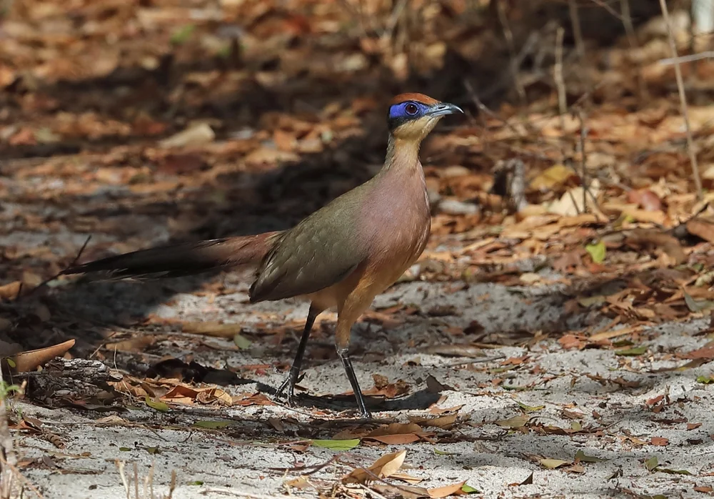 Rotkopf-Kuckuck (Coua ruficeps)