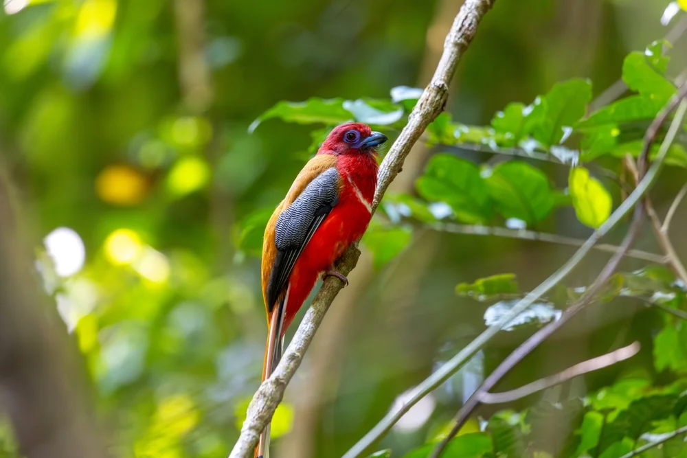 Rotkopf-Nektarvogel (Harpactes erythrocephalus)