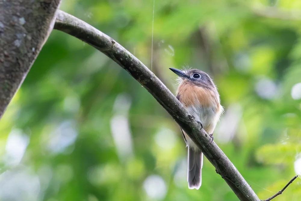 Rotkopf-Nonne (Nonnula ruficapilla)