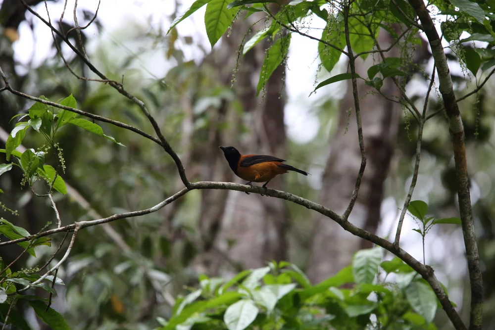 Rotkopf-Pitohui (Pitohui kirhocephalus)